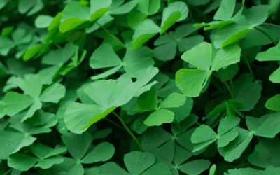 Keeping you in Clover