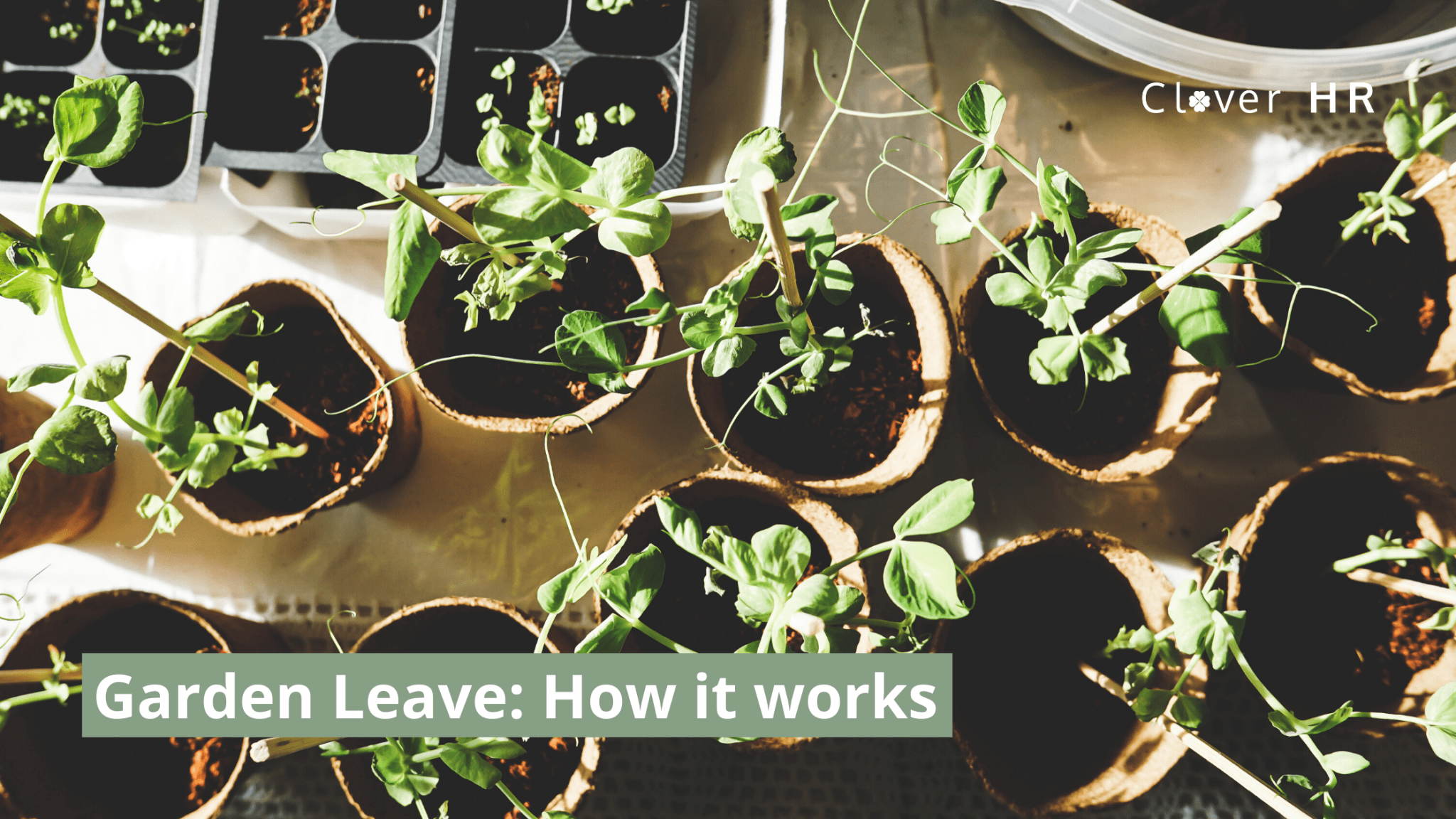 Garden Leave Your Comprehensive Guide 2021
